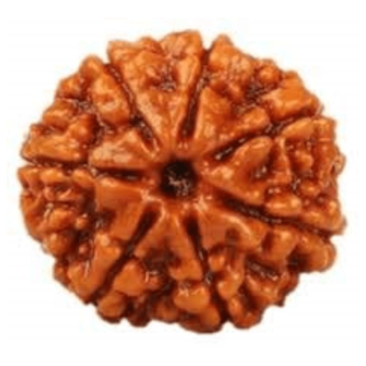 7 Mukhi Nepali Rudraksha 100% Natural