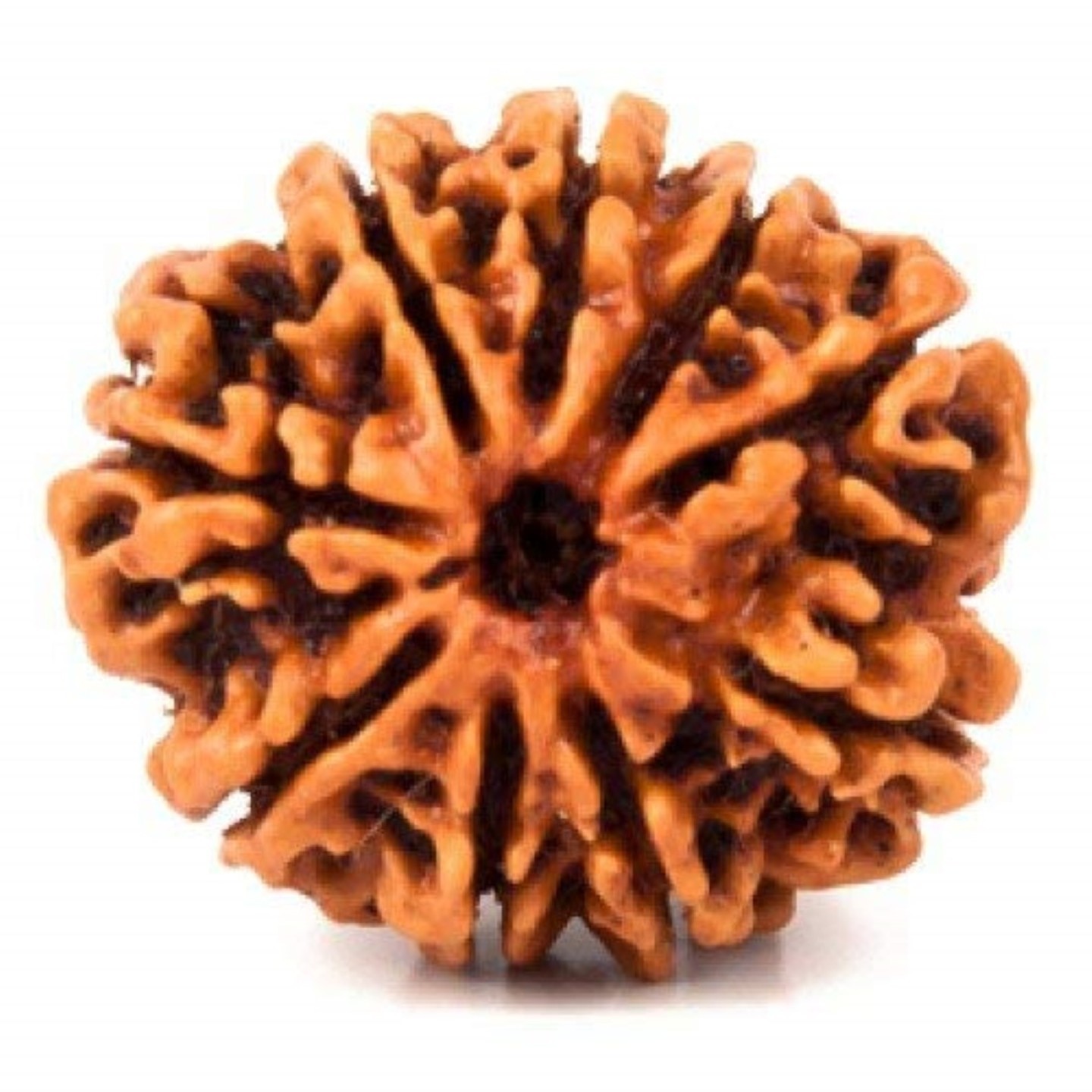 9 Mukhi Nepali Rudraksha 100% Natural