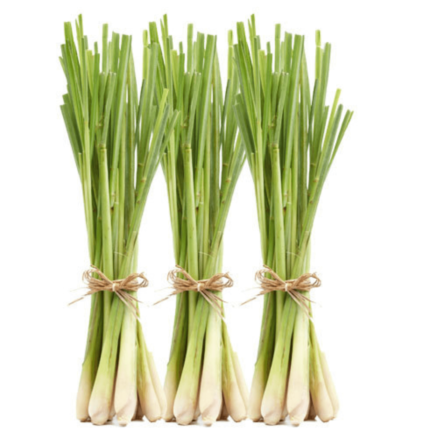 Lemon Grass