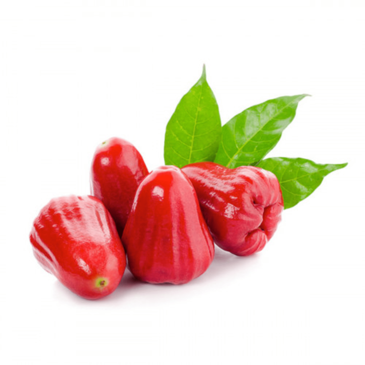 Rose Apple Red