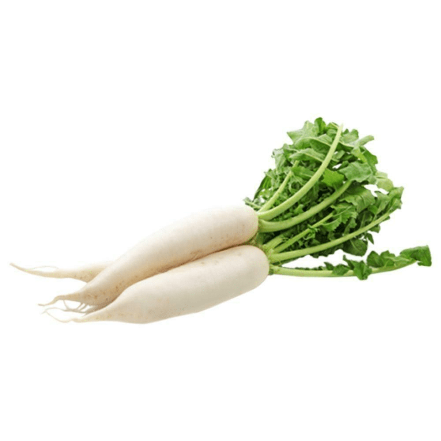 Radish White Mooli