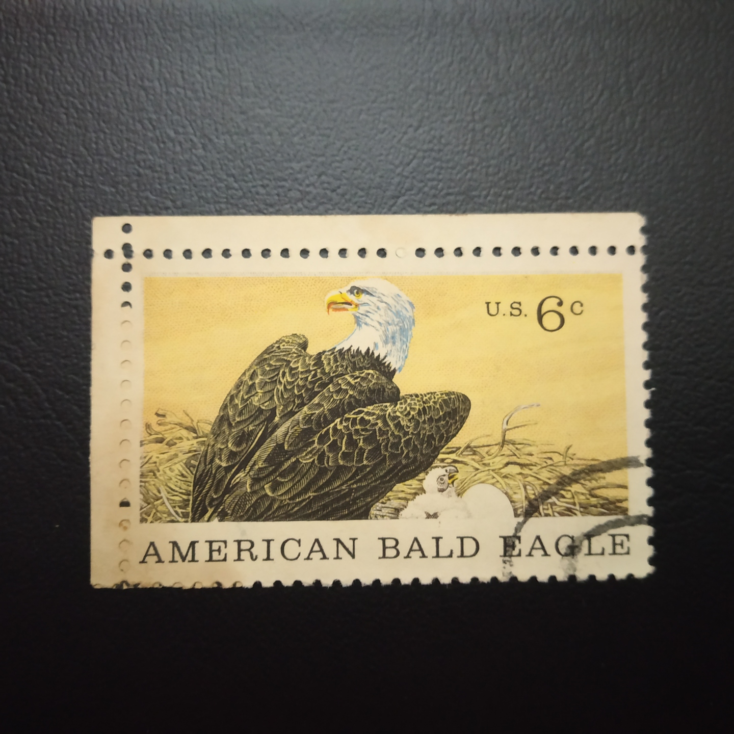 American Bald Eagle