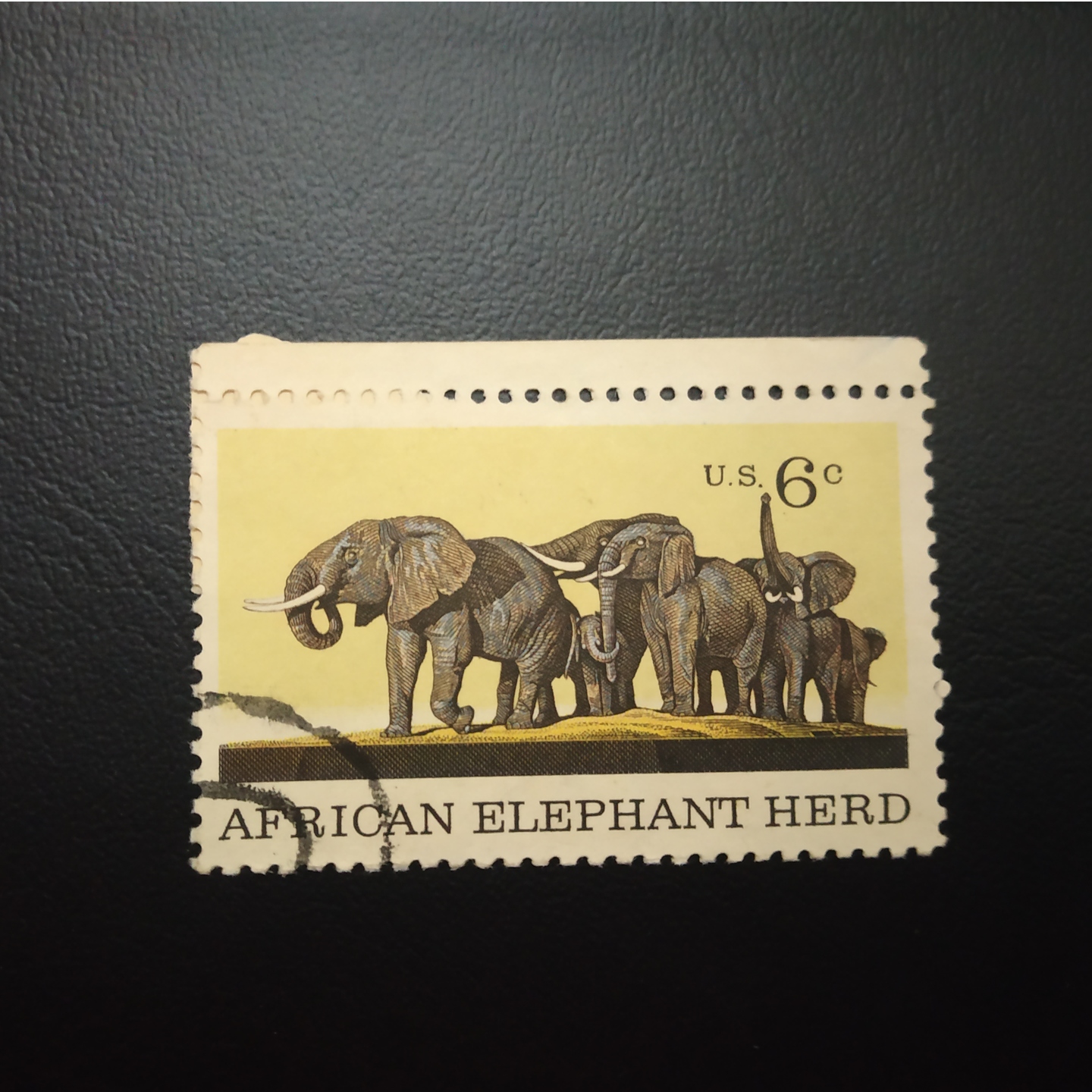 African Elephant Herd