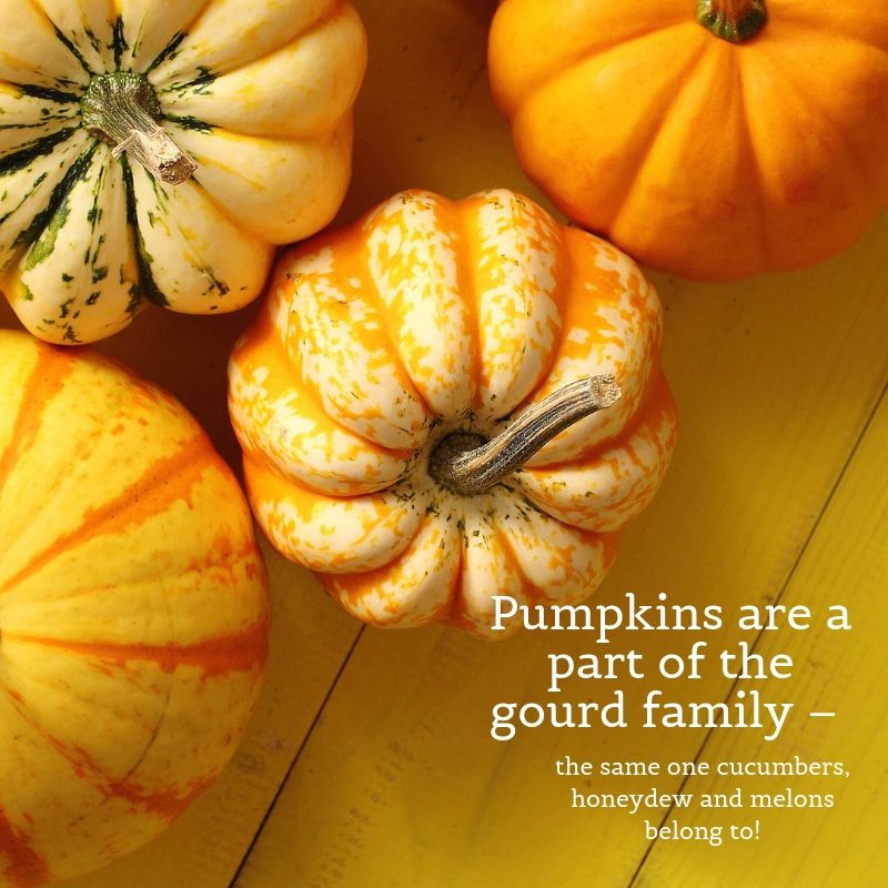 Pumpkins are a part of the gourd family – the same one cucumbers, honeydew and melons belong to!.jpg
