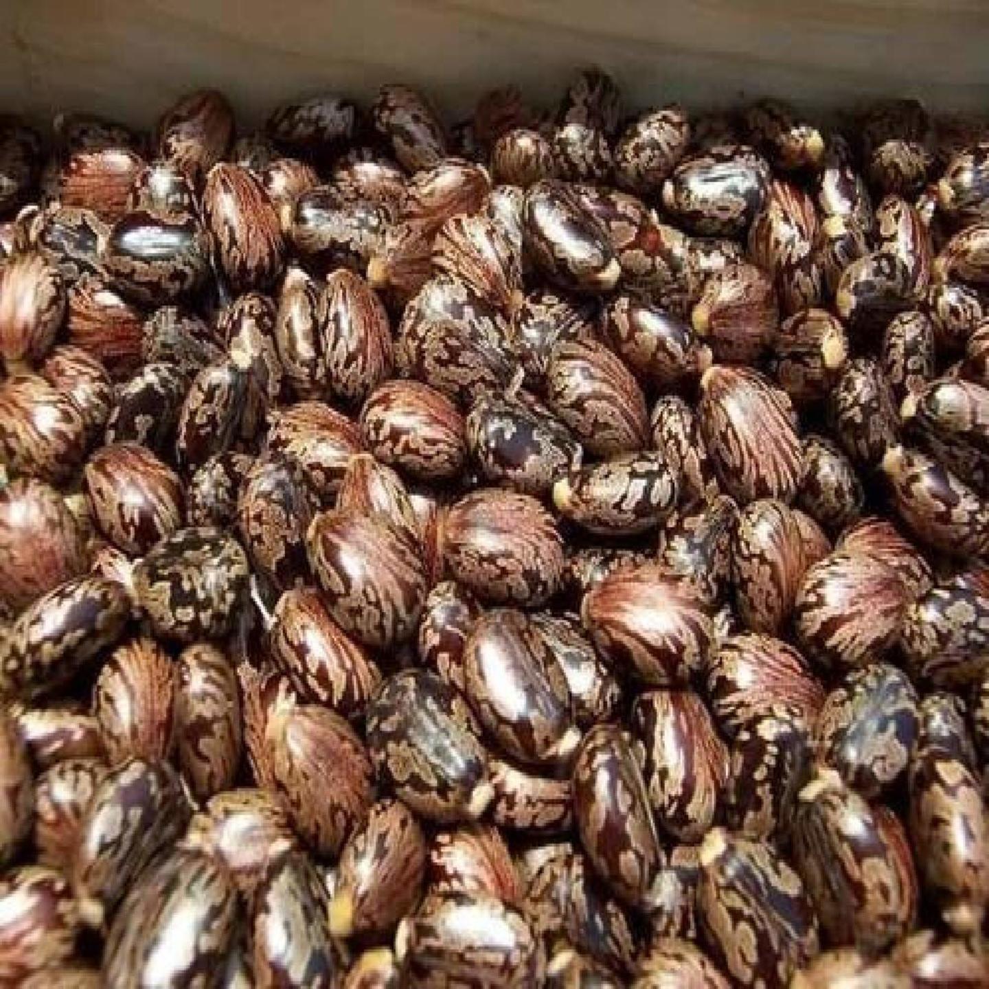 Castor Seeds Ricinus Communis Erand