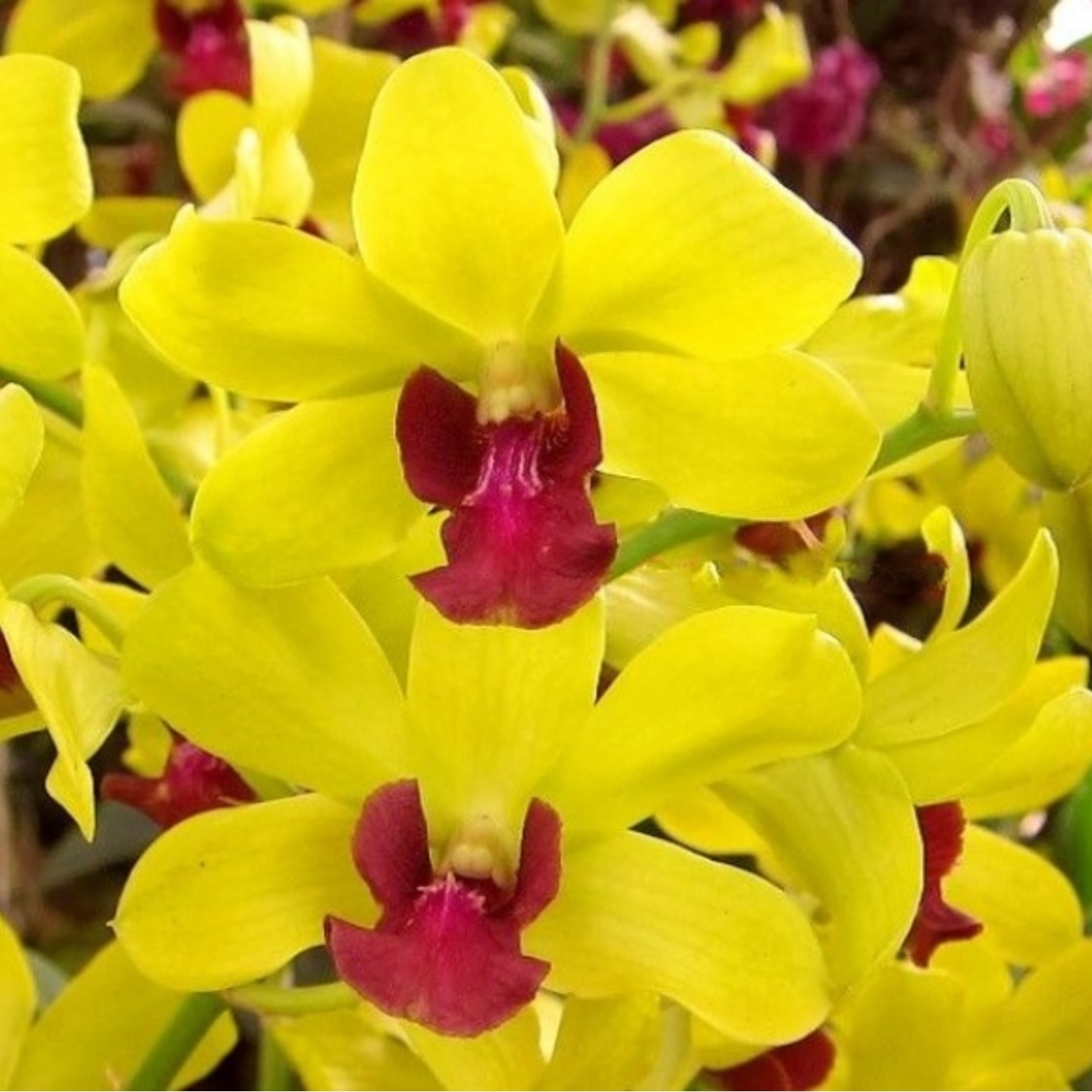 Dendrobium Orchid Thongchai Gold E G 135 Plant (Dendrobium Blooming Stage)