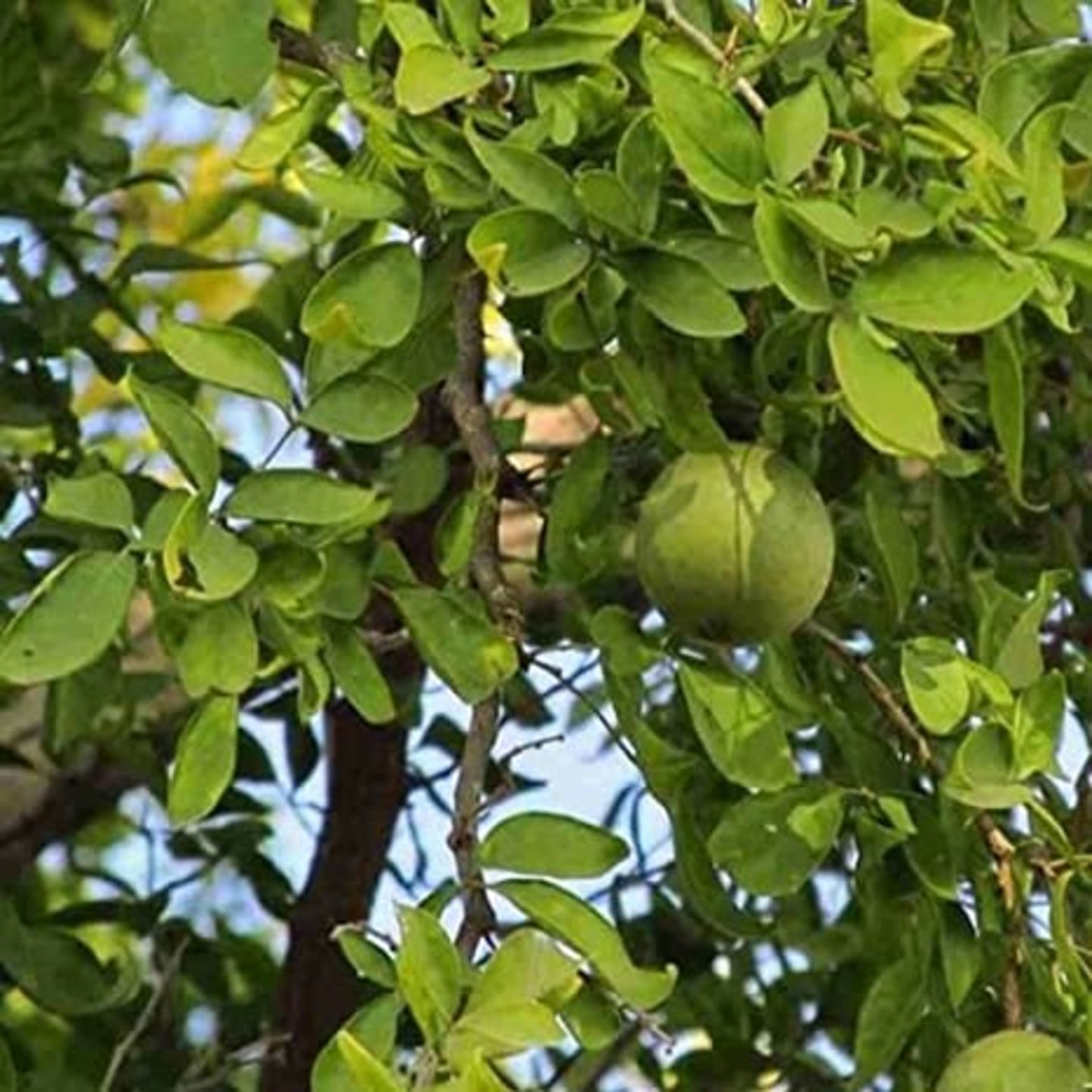 Aegle marmelos- Koovalam Plant