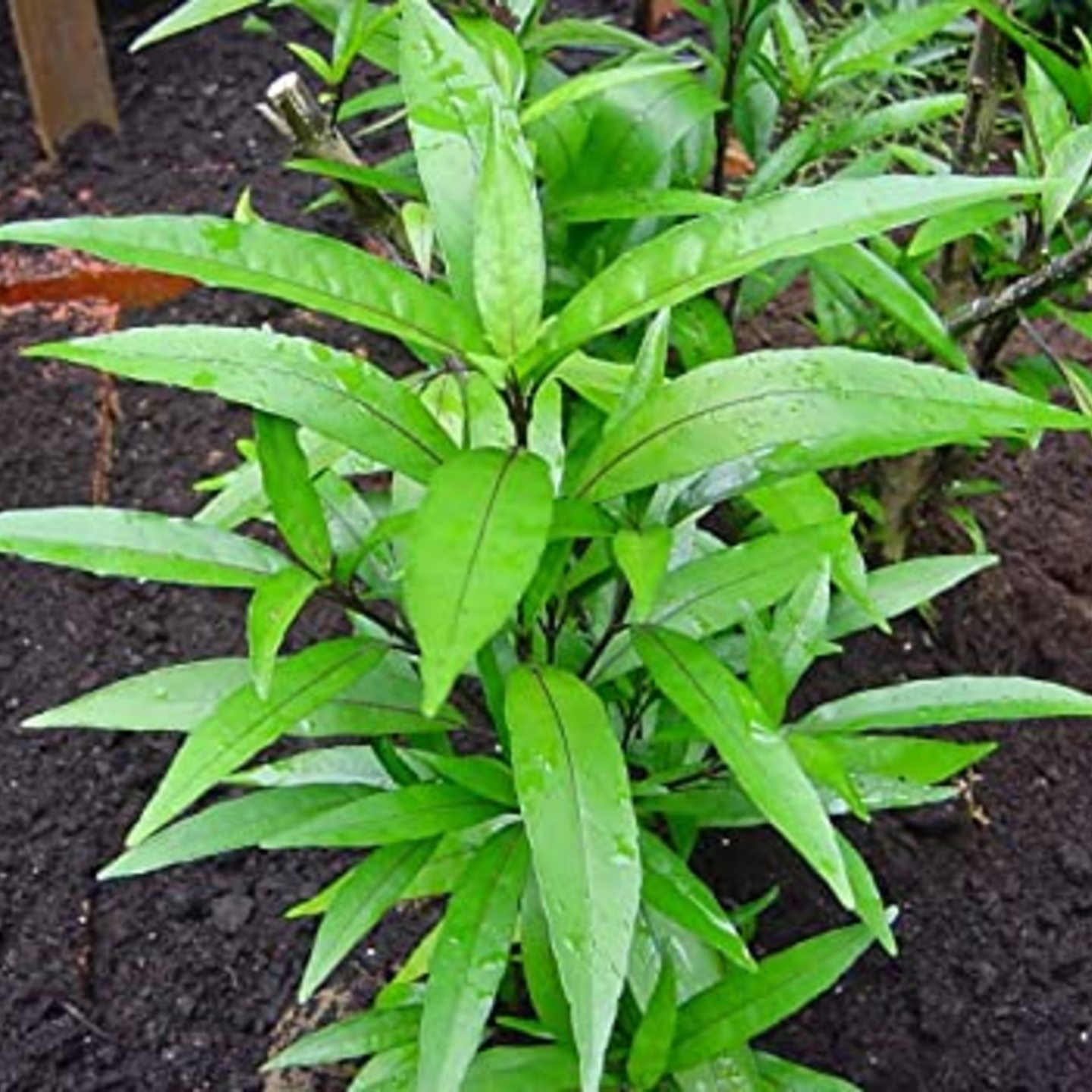 Justicia gendrassa(Vathamkolli ) Plant