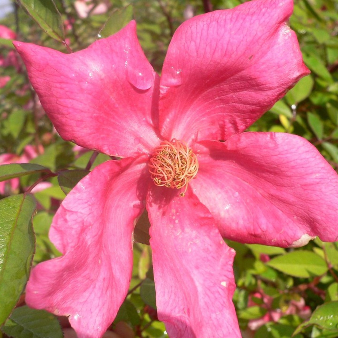 rosa-chinensis-plant