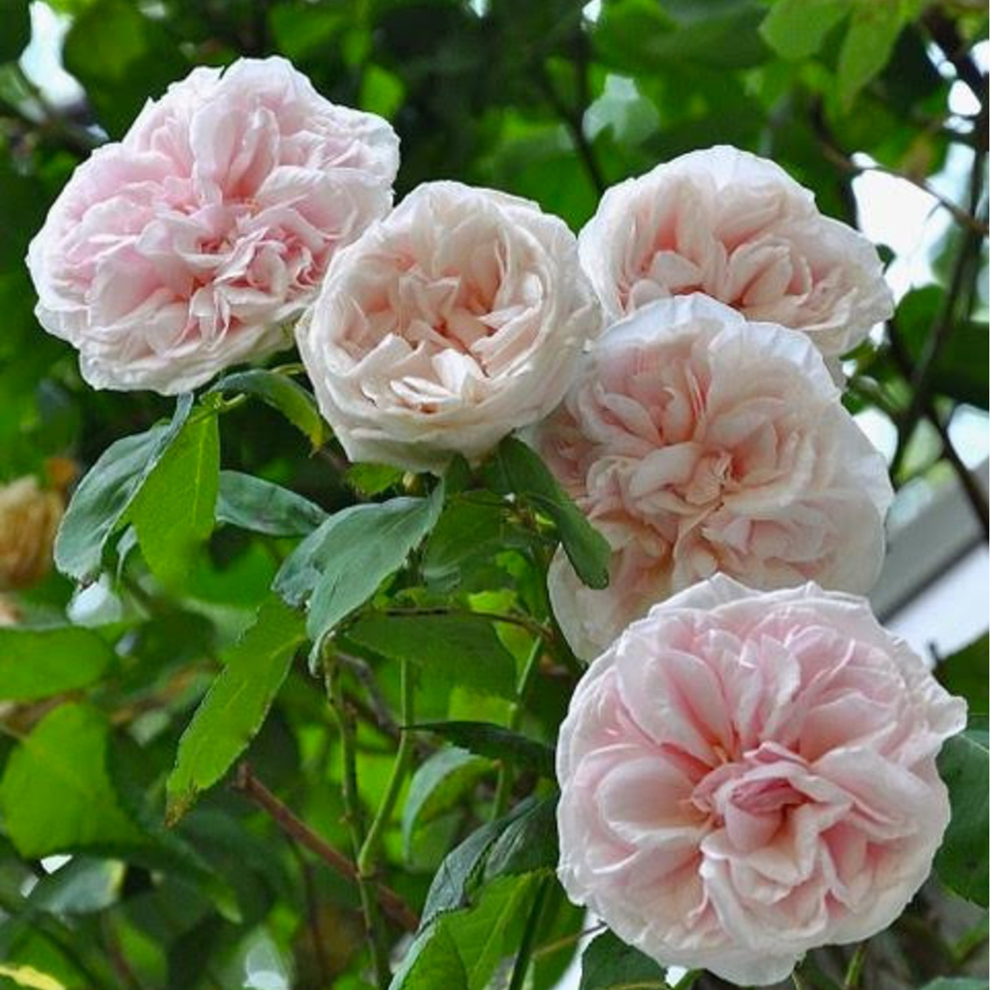 Bourbon Rose Plant