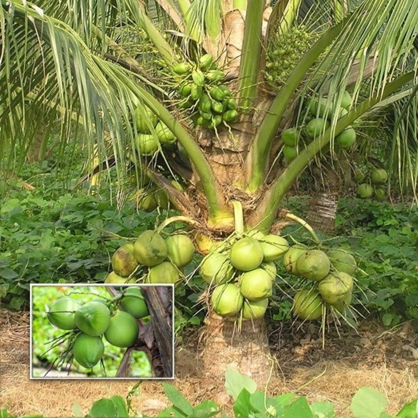 Coconut Tree / Thengu (Malaysian Dwarf) Hybrid Seedling