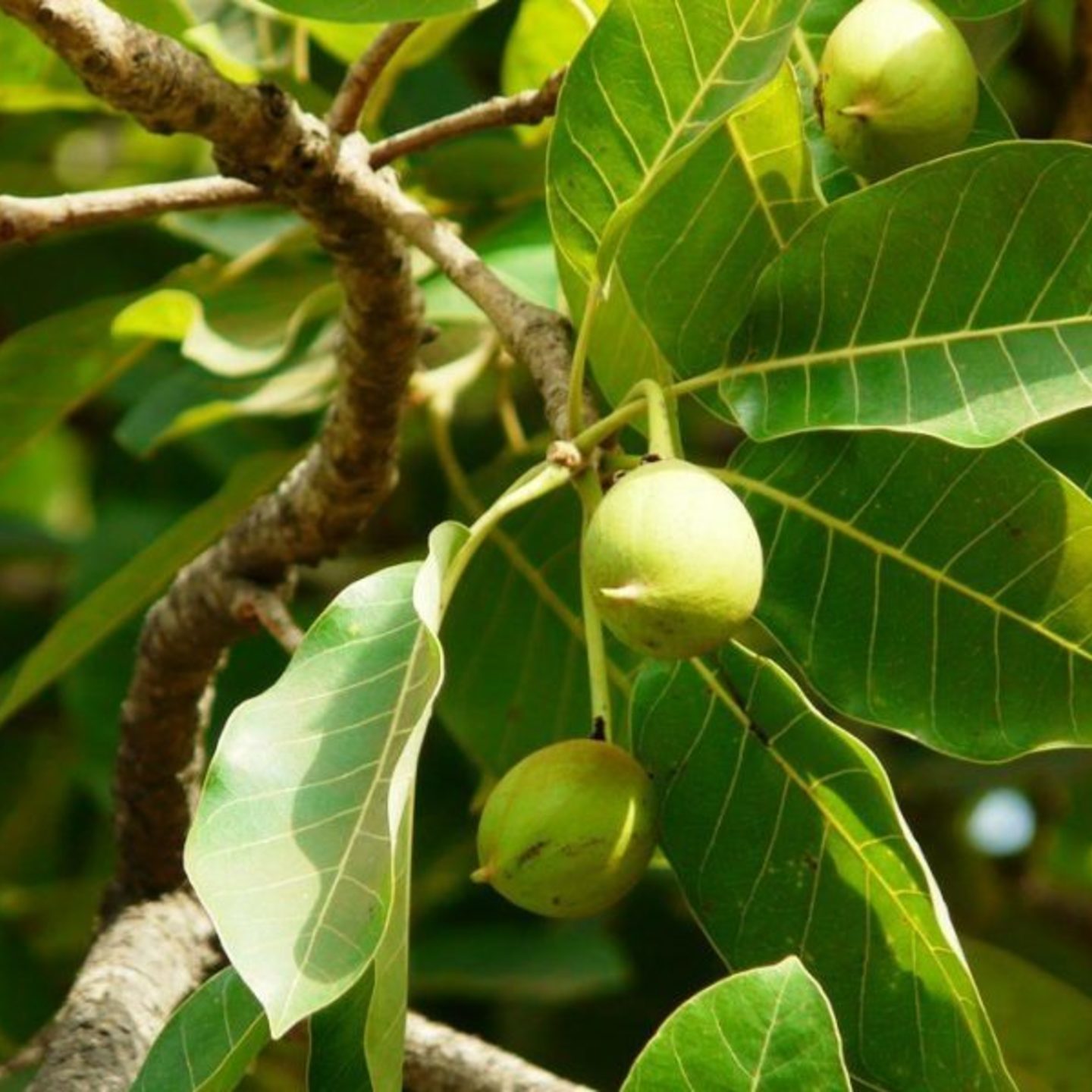 Rare Madhuca Indica Medicinal 1 Healthy Plant