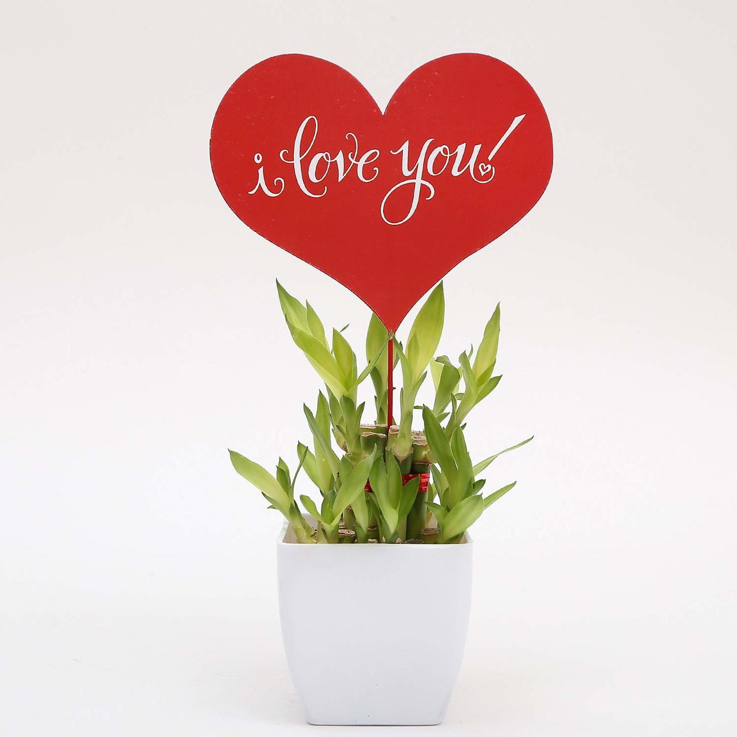 Lucky Bamboo with Love tag