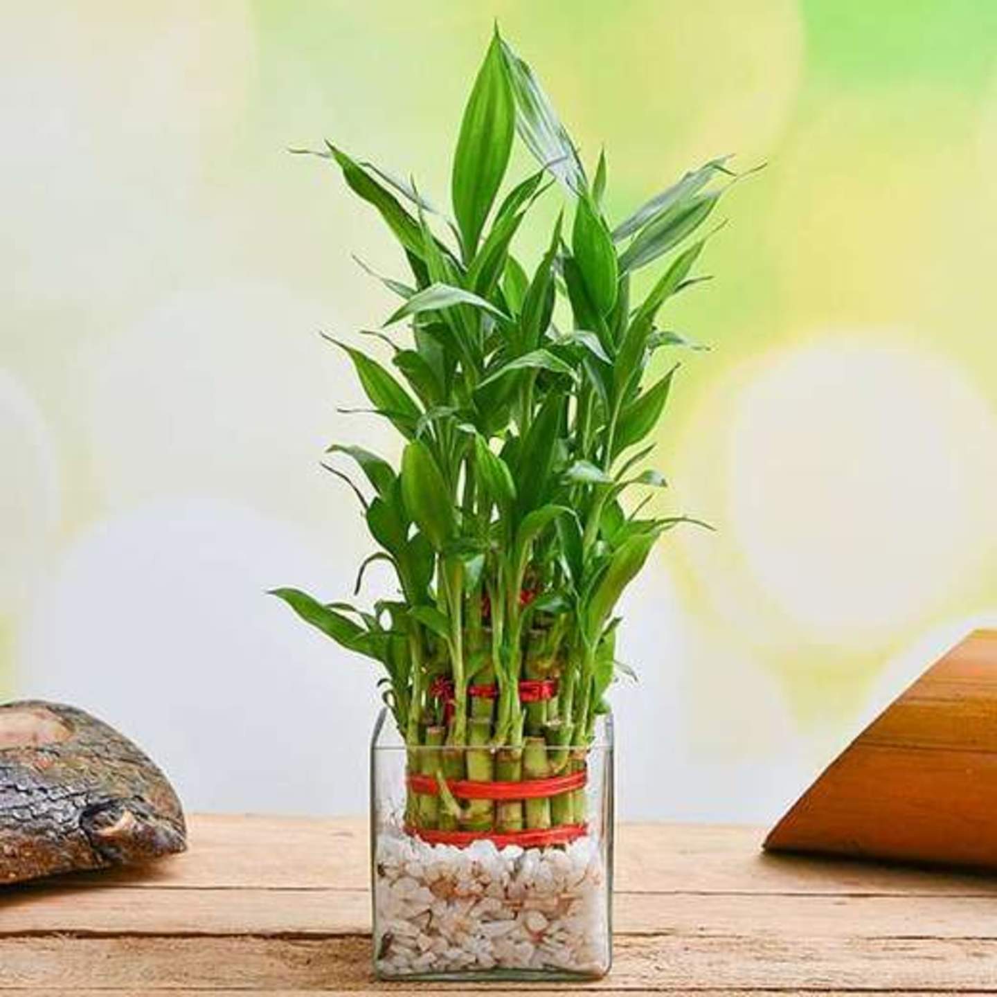  3 Layer Lucky bamboo in Glass Vase with Pebbles