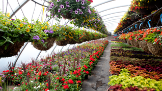greenhouse4-H2-2015.jpg