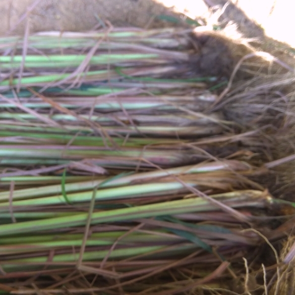 Lemongrass Slips (Beby Plants)