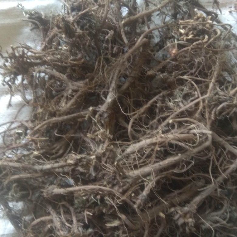 Akarkara (Pelitory ) Root