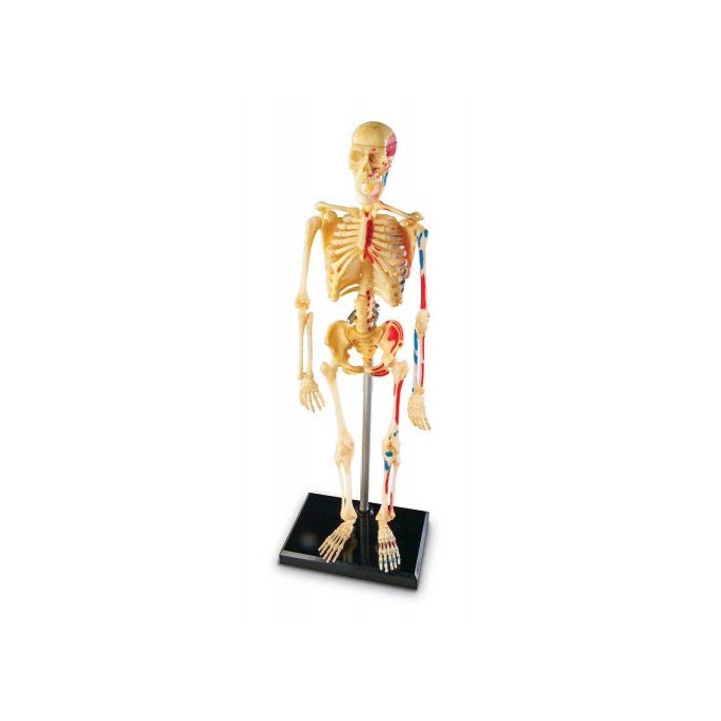 Human Skeleton Model Kit